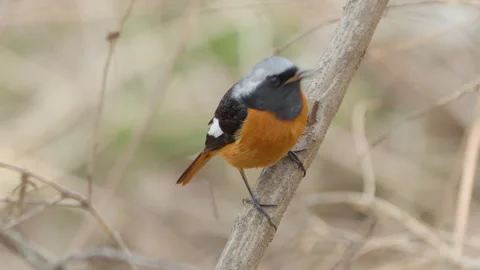 Close-up of Daurian Redstart Bird (Phoenicurus auroreus) Taking off From Stock Footage 269104301