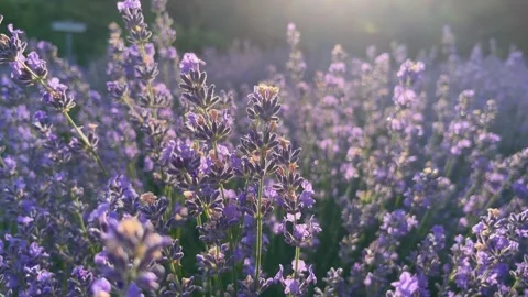 Close up of dawn golden sun shining on herb garden on purple lavender flowers Stock Footage 274480465