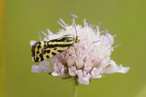 Close up of the day active moth  Spotted Sulphur, Acontia trabealis, on a pur Stock Photos