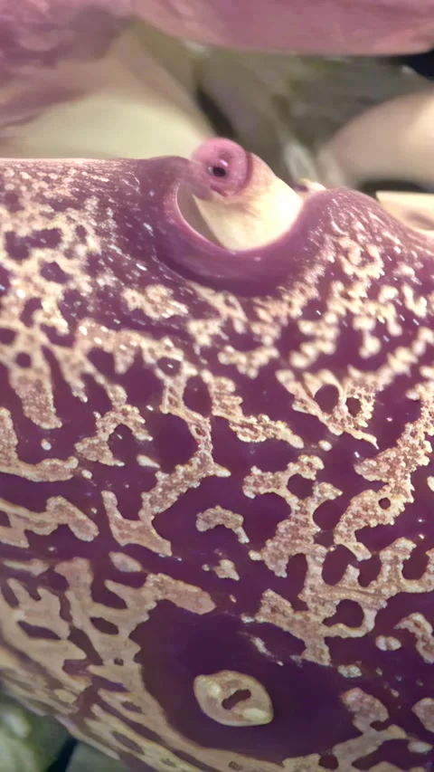 Close-up on a day octopus Stock Footage 314133707