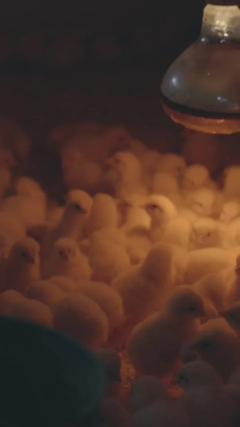 A close-up of day-old chicks gathered under a radiator Stock Footage 317946799