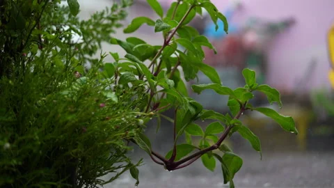 Close up On a day when the rain fell and the storm shook the tree in Bangkok Видео 138072358