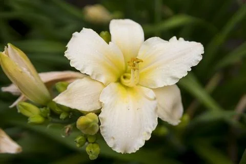 Close up of Daylily Stock Photos
