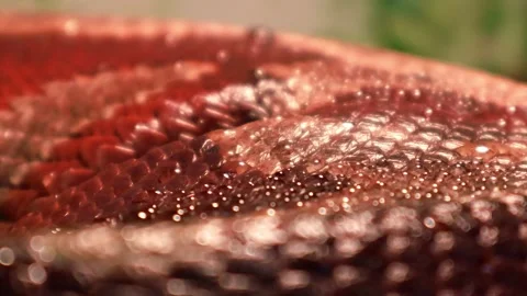 Close-up of a dazzling snake showcasing intricate scales in natural habitat Stock-Footage 295307321