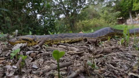 Close de Anaconda snake, Eunectes murinus, crawling in the Pantanal forest. Stock Footage 128001515