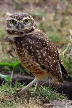 Close up de uma Burrowing Owl andando no gramado Stock Photos