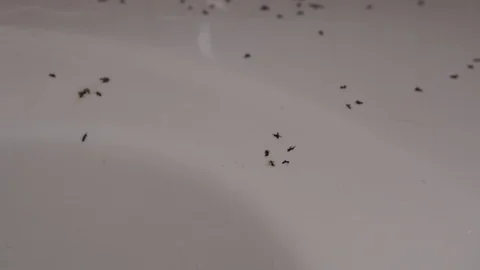 Close up of dead ants on washbasin surface in the bathroom. Soft  selective focu Видео 102202815