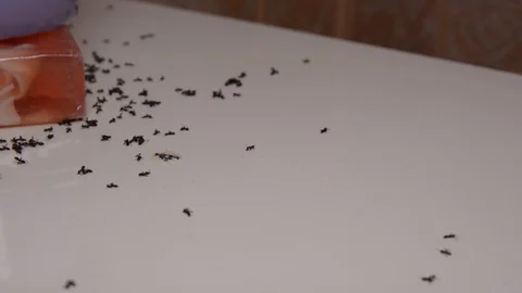 Close up of dead ants on washbasin surface in the bathroom. Soft  selective focu Видео 102202839