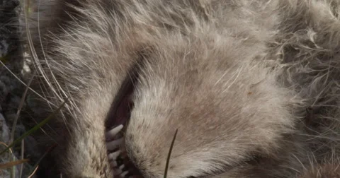 Close on dead arctic fox kits mouth and teeth Stock Footage 62704093