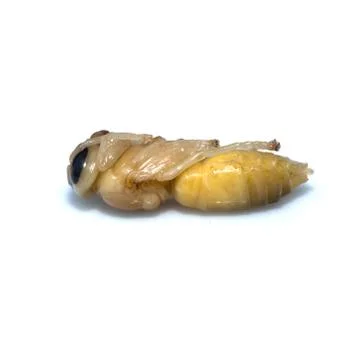 Close up of dead asian hornet larva larvae insect. Poisonous venom animal. is Stock Photos