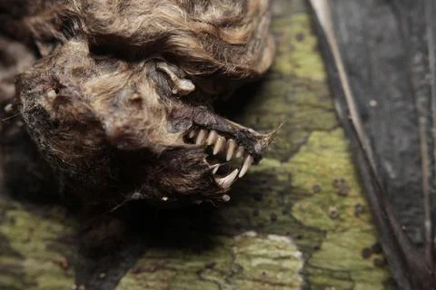 Close-up of a dead bat in a cave Stock Photos