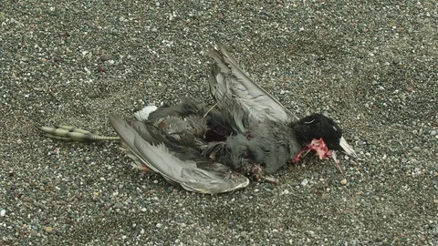 Close-up of a dead bird on the beach. Stockbeeldmateriaal 102297564