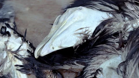 Close-up of a dead bird on the seashore. A dead eagle washed up from the sea. Video stock 267902006