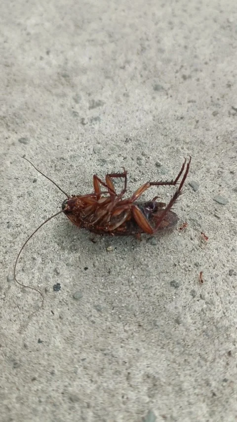 Close up of dead cockroach on cement floor Stock Footage 261782527