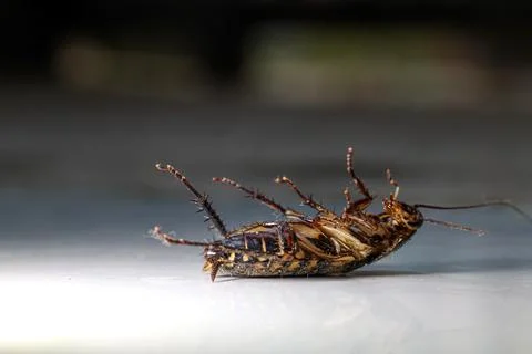Close up of dead cockroach on the floor, blurry background Stock Photos
