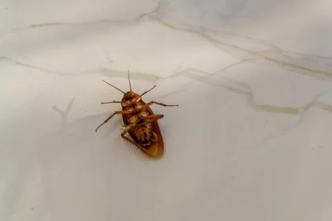 Close up of dead cockroach on the floor Stock Photos