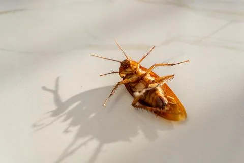 Close up of dead cockroach on the floor Stock Photos