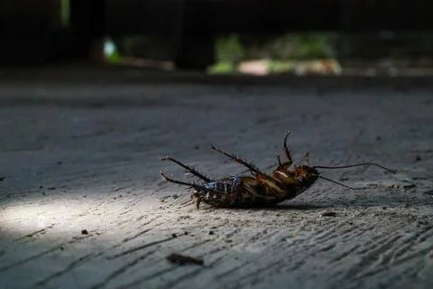 Close up of dead cockroach on the floor Stock Photos