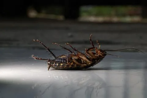 Close up of dead cockroach on the floor Stock Photos