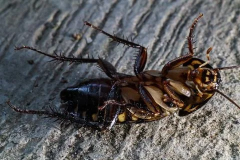 Close up of dead cockroach on the floor Stock Photos