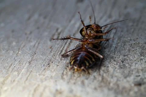 Close up of dead cockroach on the floor Stock Photos