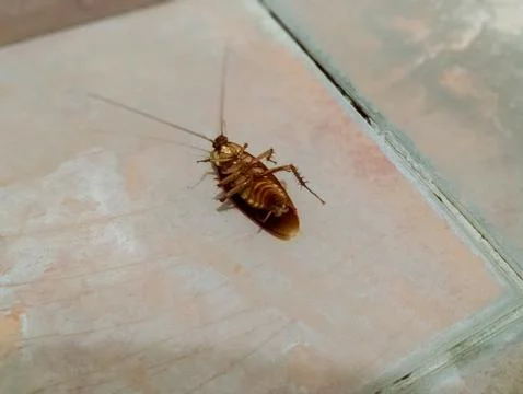 Close-Up of Dead Cockroach on the Floor Stock Photos