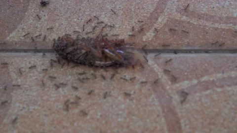 Close-up of a dead cockroach Stock Footage 219607322
