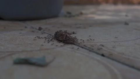 Close-up of a dead cockroach Video stock 219608558