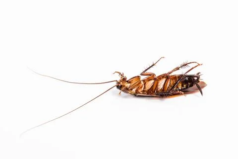 Close up dead cockroach isolated on white background Stock Photos