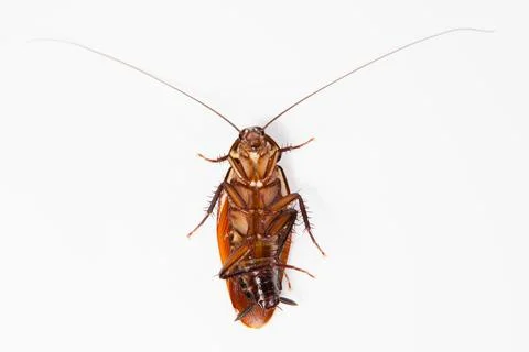 Close up dead cockroach isolated on white background (top view) Stock Photos