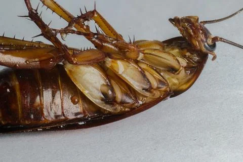 Close up of a dead cockroach on its back. Stock Photos