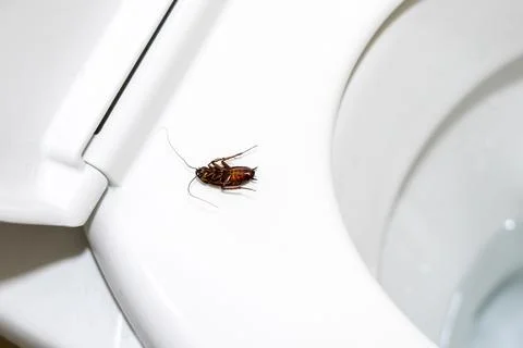 Close-up of a dead cockroach lying upside down on a toilet seat Stock Photos