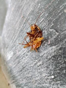 Close-Up of Dead Cockroach - Pest Control and Hygiene Concept Stock Photos