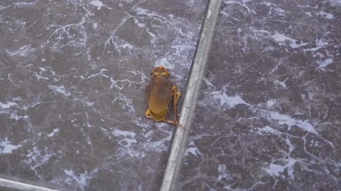 Close-up of a dead cockroach surrounded by a lot of ants Stock Footage 150309152