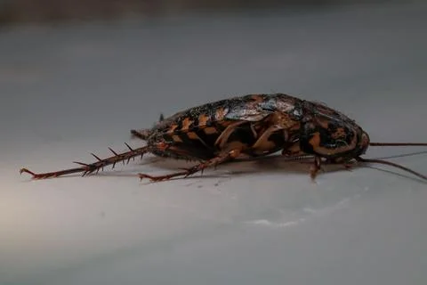 Close up of dead cockroach on white floor Stock Photos