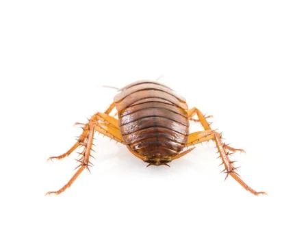 Close up dead cockroach on white Stock Photos