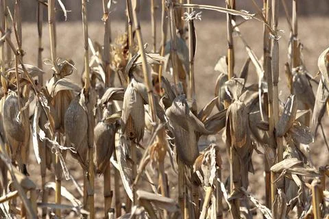 Close up of Dead Cornstalks and Corn Cobs in Farm Field in Spring Stock Photos