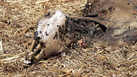 Close up of a dead deer in a soybean field that that was killed, rotted and d Stock Footage 219284468
