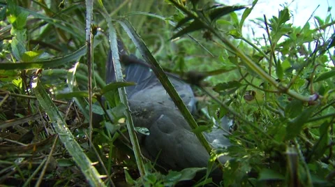 Close-up of dead dove in field Stock Footage 54591699