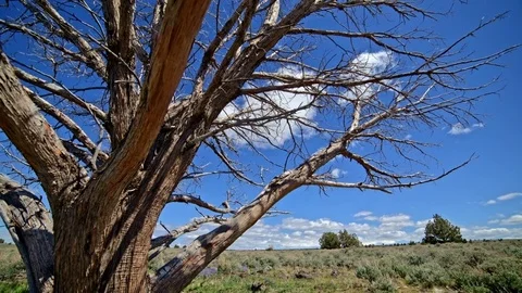 Close dead dry juniper snag tree under blue sky and puffy clouds in the desert Stock Footage 81605458