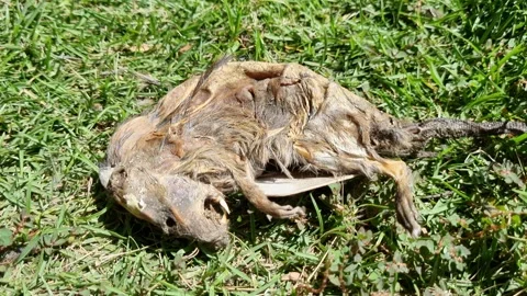 Close up of dead dry rat or mouse carcasses lying on the grass. Stock Footage 248128161