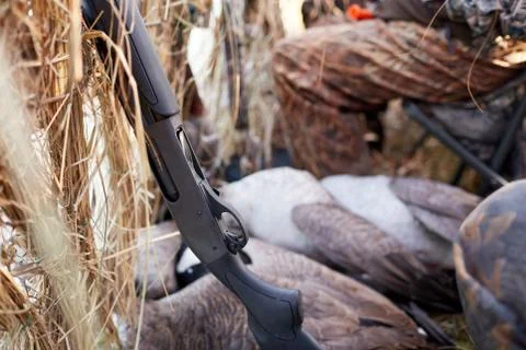 Close up on dead ducks in a blind or hide Stock Photos