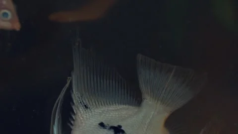 Close up of dead fish floating in toxic water from pesticide pollution Stock Footage 345720420