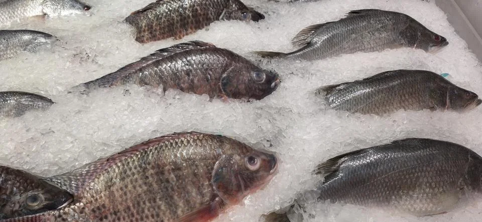Close up of a dead fish in ice Stock Photos