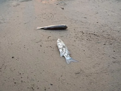 Close-up of a dead fish lying on a sandy beach. Concept of ecology and enviro Stock Photos