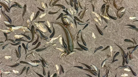 Close up of dead fish in mud of drained pond Stock Footage 336265615