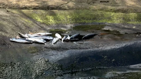 Close-up of dead fish (Scomber scombrus). Dead fishs Stock Footage 153081907