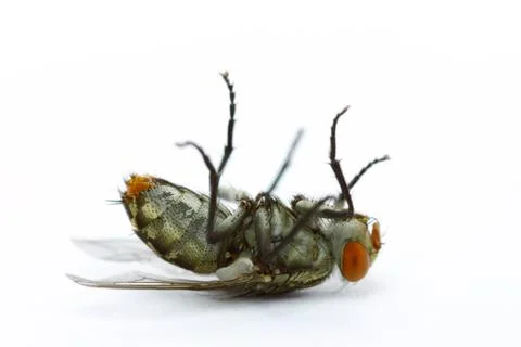 Close up dead fly Stock Photos