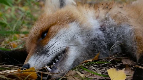 Close up of dead fox in autumn forest Stock Footage 80354234