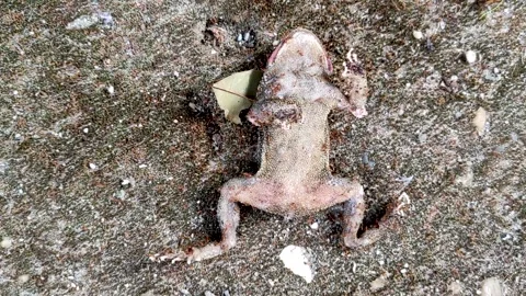 Close Up Of A Dead Frog Being Devoured By Red Ants Stock Footage 251864206